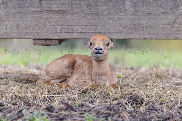 A blackbuck calf (Antilope cervicapra) lies on a feeding place on a cloudy day. India, Pakistan, Bangladesh