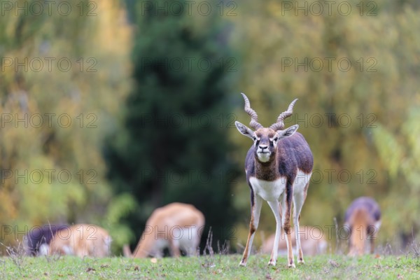 A male blackbuck (Antilope cervicapra) stands on a green meadow on a cloudy day. Some females can be seen in the background. India, Pakistan, Bangladesh