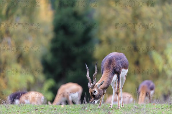 A male blackbuck (Antilope cervicapra) grazes on a green meadow on a cloudy day. Some females can be seen in the background. India, Pakistan, Bangladesh