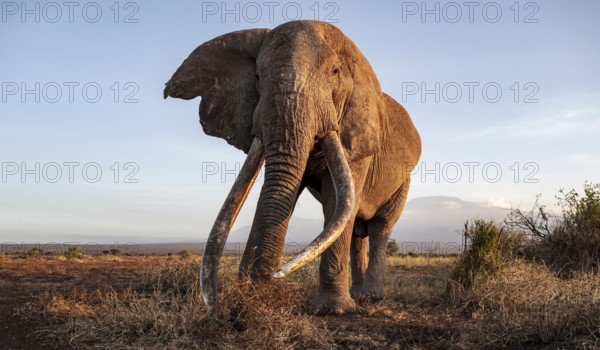 African elephant (Loxodonta africana), the famous Super Tusker elephant Craig, old male with long tusks, evening light, Amboseli, Kajiado County, Kenya