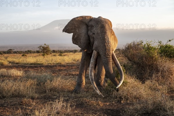 African elephant (Loxodonta africana) with Kilimanjaro, the famous Super Tusker elephant Craig, old male with long tusks, evening light, Amboseli, Kajiado County, Kenya