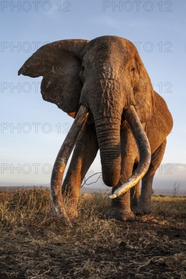 African elephant (Loxodonta africana), the famous Super Tusker elephant Craig, old male with long tusks, evening light, Amboseli, Kajiado County, Kenya