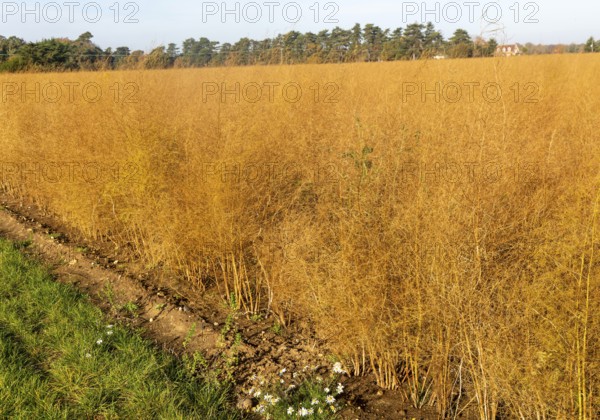 Brown dried ferns of asparagus plants, Asparagus officinalis, growing in field, Hollesley, Suffolk, England, UK