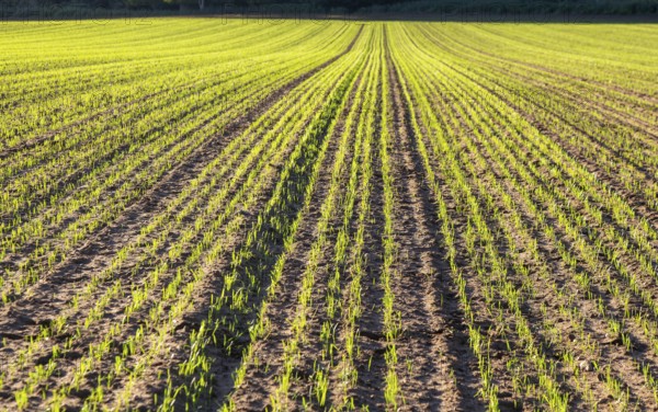 Green shoots of winter cereal crop growing in field, Shottisham, Suffolk, England, UK