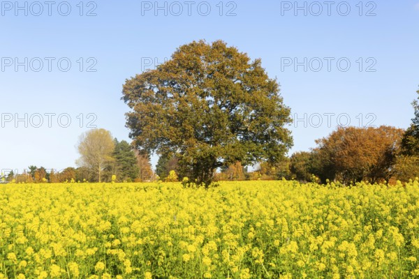 Yellow blossom of oil seed rape plant, Brassica napus, growing next took tree in autumn, Wantisden, Suffolk, England, UK