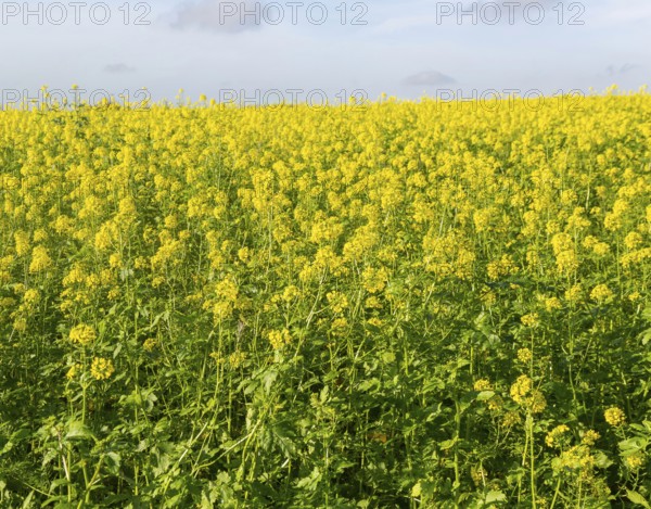 Yellow blossom of oil seed rape plant, Brassica napus, growing on hillside in field, Wantisden, Suffolk, England, UK