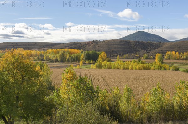 Autumn leaves on trees in Rio Guadalaviar river valley, Gea de AlbarracÃ­n, Sierra de AlbarracÃ­n, Teruel province, Aragon, Spain