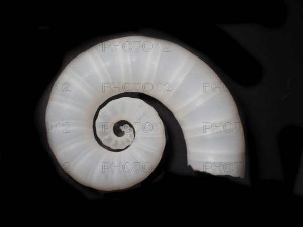 Posthorn squid (Spirula spirula), Spirulidae family, sinuous housing that is inside the body and is full of air chambers, is used for buoyancy, Phragmocon, Caribbean, Barbados