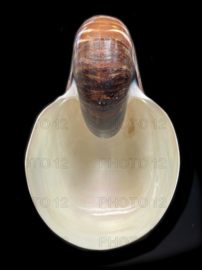 Pearl boat (Nautilus pompilius), Nautilidae family, interior view of the bowl, phragmocon, spiral, air-filled chambers with the help of which the Nautilus tars, living chamber, Philippines