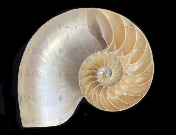 Pearl boat (Nautilus pompilius), Nautilidae family, interior view of the bowl, phragmocon, spiral, air-filled chambers with the help of which the Nautilus tars, living chamber, Philippines