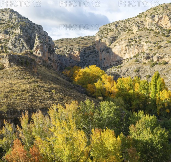 Trees in autumn leaf in limestone gorge of Rio Guadalaviar river valley, AlbarracÃ­n, Teruel province, Aragon, Spain