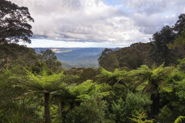 Dense greenery and ferns along the Fern Bower Circuit, Blue Mountains, New South Wales, Australia
