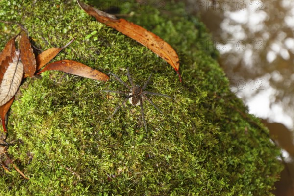 Female spider, giant crab spider, with large white cocoon in the Blue Mountains, New South Wales, Australia