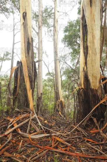 Eucalyptus tree with peeling bark in the Blue Mountains, New South Wales, Australia