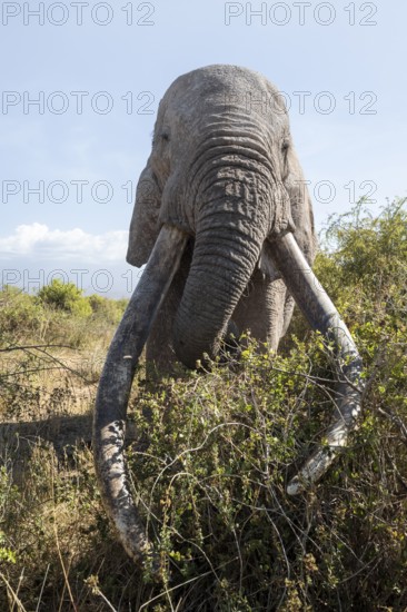 African elephant (Loxodonta africana) eats leaves, the famous Super Tusker elephant Craig, old male with long tusks, Kajiado County, Kenya