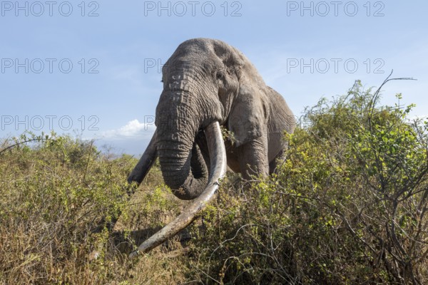 African elephant (Loxodonta africana) eats leaves, the famous Super Tusker elephant Craig, old male with long tusks, Kajiado County, Kenya