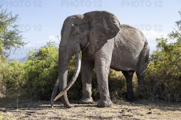 African elephant (Loxodonta africana), the famous Super Tusker elephant Craig, old male with long tusks, Kajiado County, Kenya
