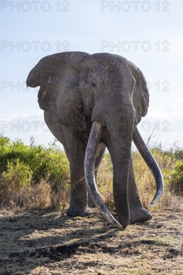 African elephant (Loxodonta africana), the famous Super Tusker elephant Craig, old male with long tusks, Kajiado County, Kenya