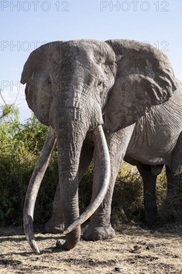 Animal portrait, African elephant (Loxodonta africana), the famous Super Tusker elephant Craig, old male with long tusks, Kajiado County, Kenya