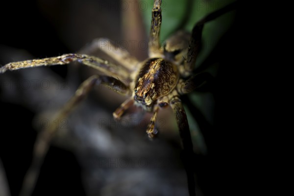 Night view of scary wolf spider (Lycosidae) in the jungle, Amani Nature Forest Reserve, Eastern Usambara Mountains, Tanga, Tanzania