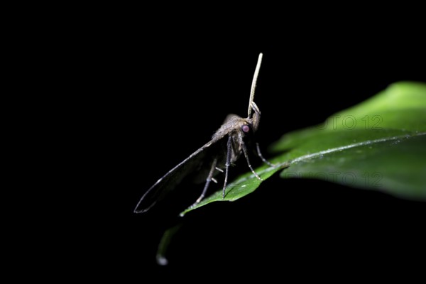 Moths at night in the jungle, Amani Nature Forest Reserve, Eastern Usambara Mountains, Tanga, Tanzania