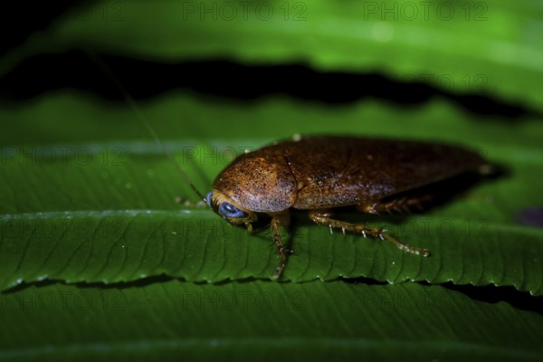 Cockroach (leaf todea) in the jungle, Amani Nature Forest Reserve, Eastern Usambara Mountains, Tanga, Tanzania