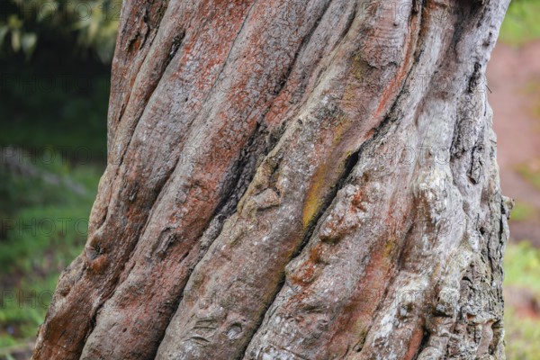 Tree grows spirally, Amani Nature Forest Reserve, Eastern Usambara Mountains, Tanga, Tanzania