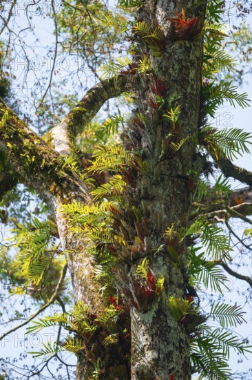 Overgrown tree in jungle, Amani Nature Forest Reserve, Eastern Usambara Mountains, Tanga, Tanzania