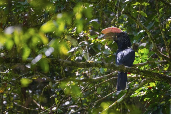 Silver-cheeked hornbill (Bycanistes brevis) in the jungle, Amani Nature Forest Reserve, Eastern Usambara Mountains, Tanga, Tanzania