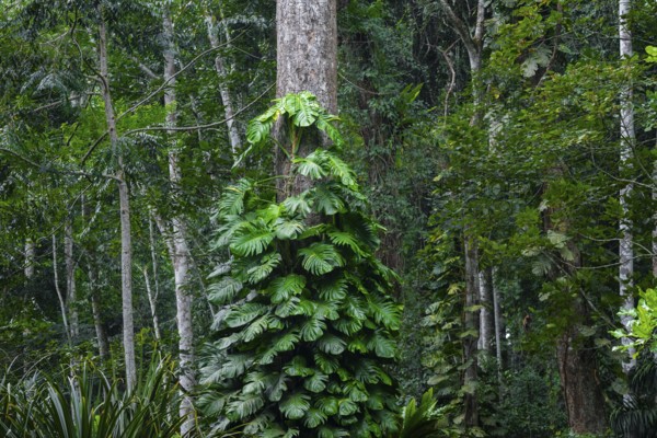 Overgrown tree in jungle, Amani Nature Forest Reserve, Eastern Usambara Mountains, Tanga, Tanzania