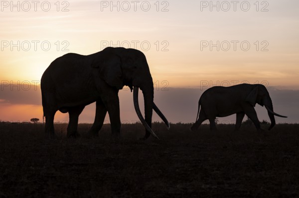 Backlight, African elephant (Loxodonta africana), the famous Super Tusker elephant Craig and Pascal, old bull elephants with long tusks, at sunset, Amboseli, Kenya