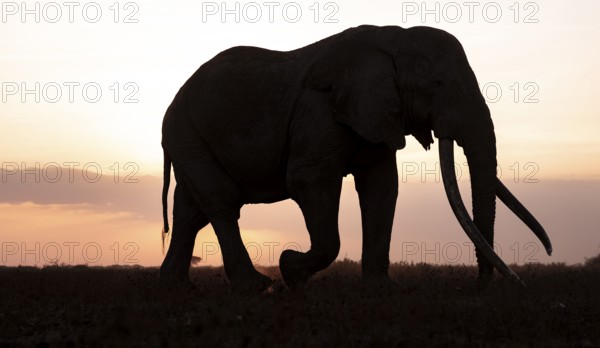 Backlight, African elephant (Loxodonta africana), the famous Super Tusker elephant Craig, old bull elephants with long tusks, at sunset, Amboseli, Kenya