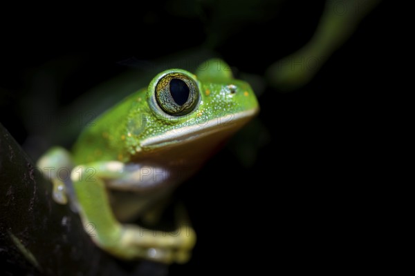 Forest climbing frog (Leptopelis barbouri) in the jungle, night view, Amani Forest Reserve, Tanzania