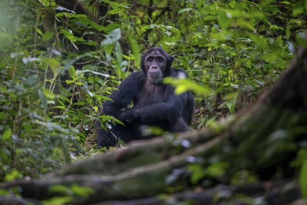 Chimpanzee (Pan Troglodytes), adult male on the ground in the jungle, Murchison Falls National Park, Uganda