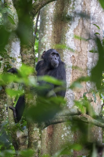 Chimpanzee (Pan Troglodytes), adult male in tree, jungle, Murchison Falls National Park, Uganda