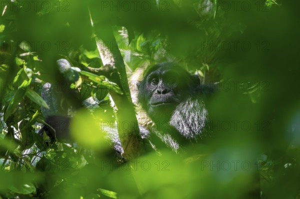 Chimpanzee (Pan Troglodytes), adult male in a jungle tree, Murchison Falls National Park, Uganda