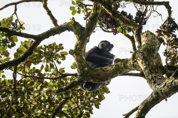Chimpanzee (Pan Troglodytes), adult male feeding in the treetop in the jungle, Murchison Falls National Park, Uganda
