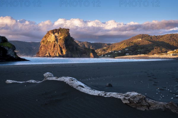 Landscape in New Zealand with sea and sandy beach. Piha Beach and Lion Rock. People on the beach, surfers in the water. In the evening, golden hour. Piha, Waitakere Ranges, West Auckland, New Zealand