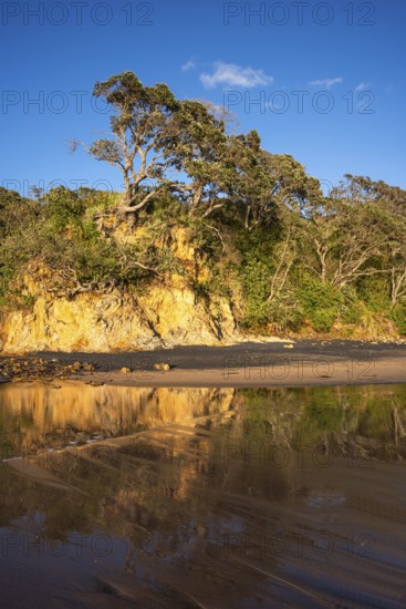 New Zealand Christmas tree (Metrosideros) in Otara Bay. Morning, golden hour.Otara Bay, Coromandel Peninsula, Waikato, New Zealand