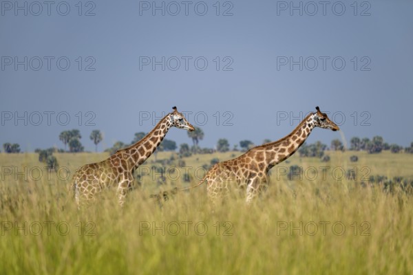 Rothschild giraffes in Murchison Falls National Park, Uganda