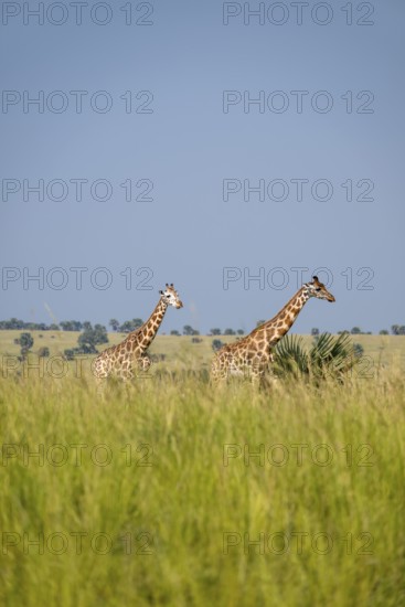 Rothschild giraffes in Murchison Falls National Park, Uganda