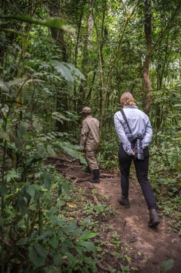 Tourists and rangers run in the jungle, Kibale National Park, Uganda