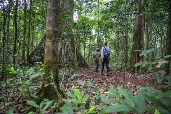 Tourists and rangers run in the jungle, Kibale National Park, Uganda