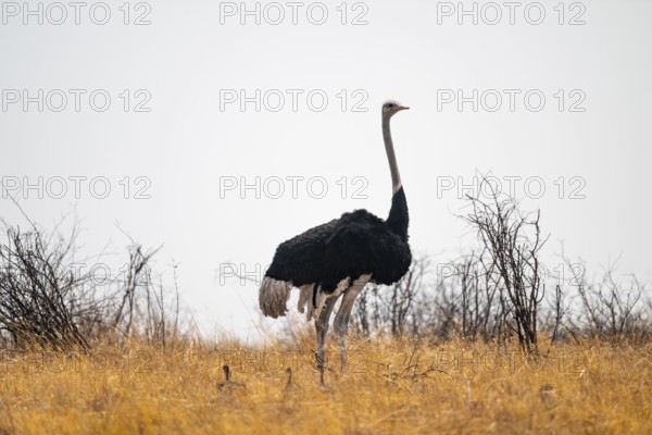African ostrich (Struthio camelus), adult male with young animals, chicks, African savanna, Nxai Pan National Park, Botswana