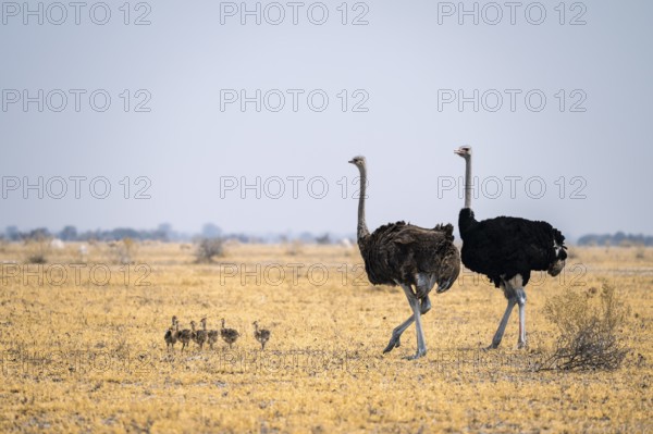 African ostrich (Struthio camelus), adult female and male with six young animals, chicks, animal family, African savanna, Nxai Pan National Park, Botswana