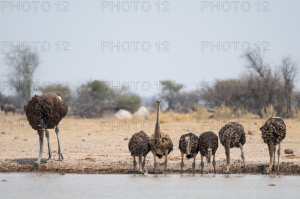 African ostrich (Struthio camelus), funny animal family, mother and six juvenile young animals, group drinking at the waterhole, Nxai Pan National Park, Botswana