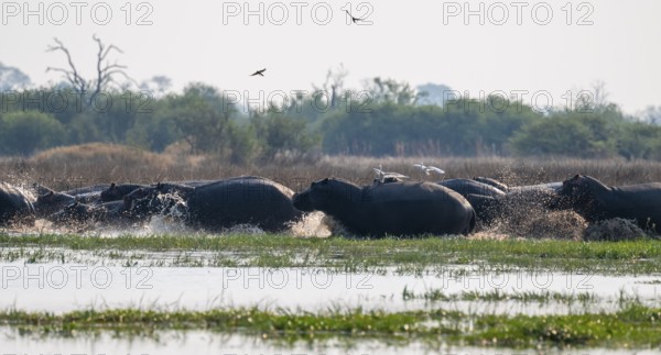 Herd of hippos (Hippopotamus amphibius) run into the water, Okavango Delta, Botswana