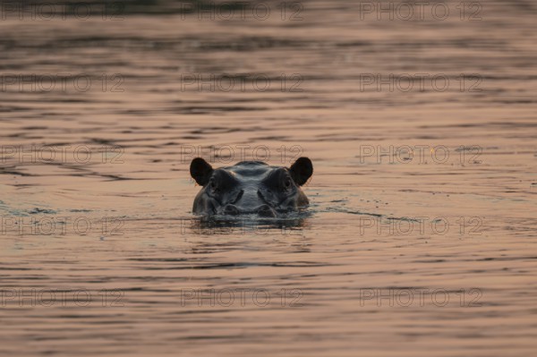 Evening mood, hippo (Hippopotamus amphibius) in the Okavango Delta, Botswana