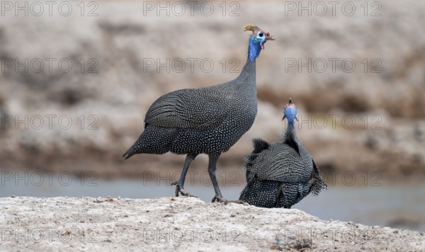 Helmet guinea fowl (Numida meleagris), swarm at the waterhole, Nxai Pan National Park, Botswana