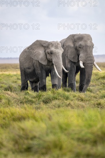 Two African elephants (Loxodonta africana), Amboseli National Park, Rift Valley Province, Kenya